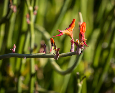 Pedilanthus macrocarpus - Euphorbia lomelii care and culture
