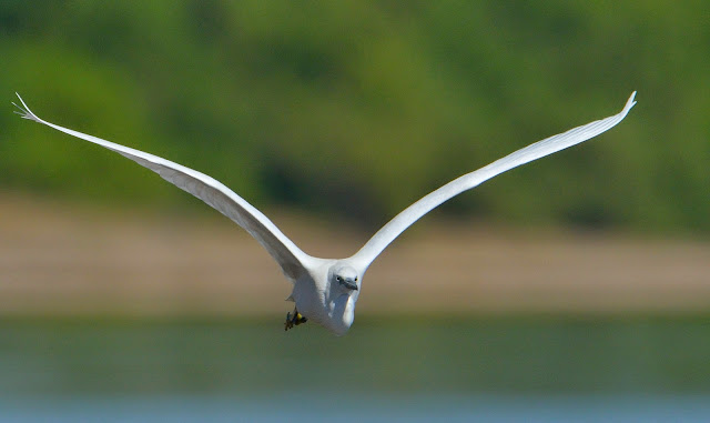 Beautiful Cattle Egret Flying Wallpaper