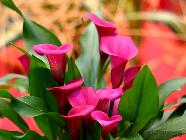 pink calla