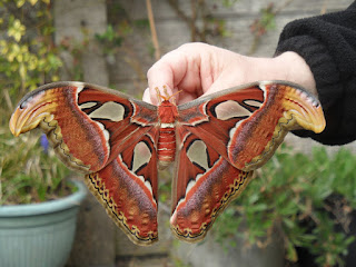 Mariposa-atlas ou atlas-gigante (Attacus atlas)