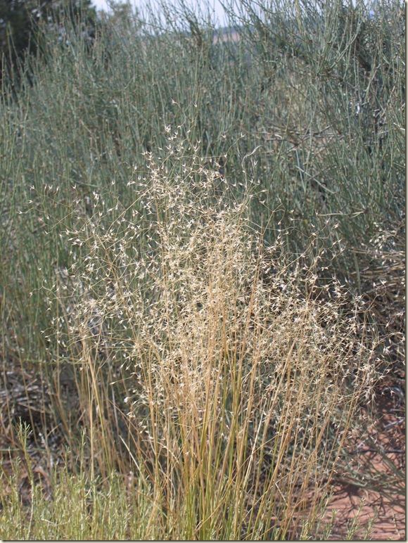 indianricegrass