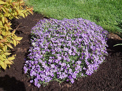  We think that this purple mound is phlox, but whatever it is, it’s beautiful.