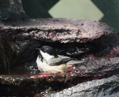 Chickadee