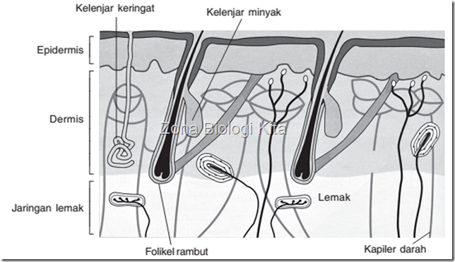 Lapisan kulit