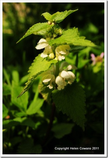 white nettle