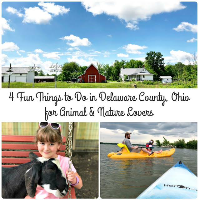 From kayaking to hands-on farms & nature preserves, Delaware County is definitely a must-visit in Ohio for animal & nature lovers.