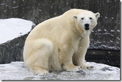 urso_polar - (Foto: Shutterstock)