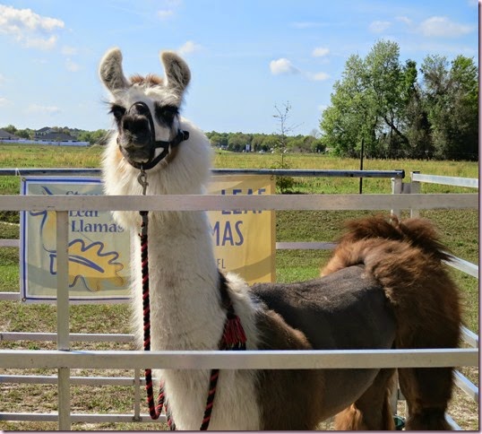llamaIMG_2893
