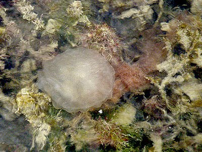 Stinging Sea Nettle (Chrysaora sp.)