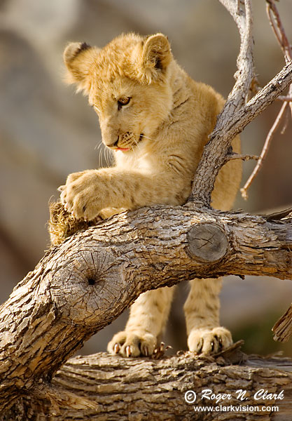 Cheetah cubs, Lion cubs Pictures