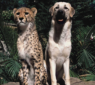 Anatolian Shepherd Dog N Cheetah