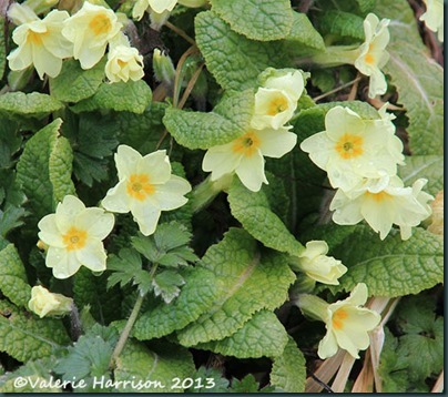 32-primroses