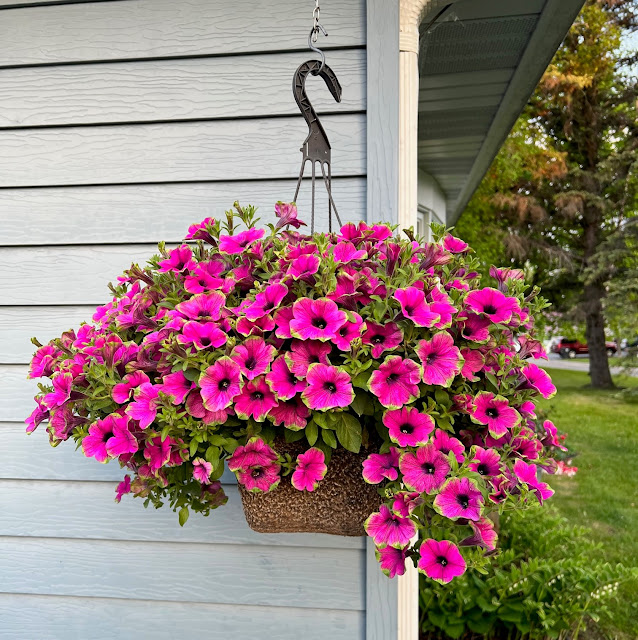 Photo of a hanging basket of Picasso Petunias.