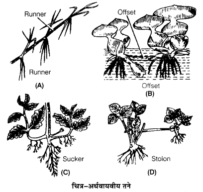 Solutions Class 12 जीव विज्ञान Chapter-1 (जीवों में जनन)