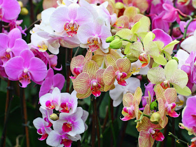 fotos de orquideas coloridas