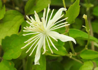 串鼻龍的花