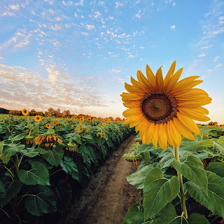 35+ beautiful flower images and wallpaper image flower free download