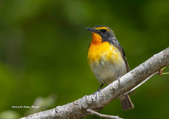 宮城の野鳥