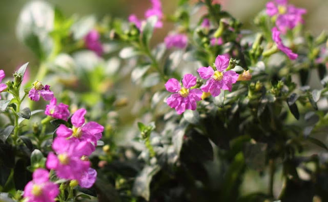 Mexican Heather Flowers Pictures