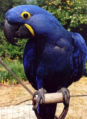 Hyacinth Macaw - Most Expensive(funniest area)