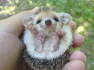 mini hedgehog