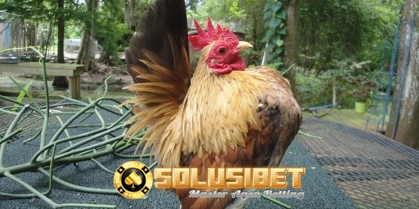 https://www.solusibet.com/sabung-ayam-online.htm