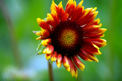 Blanket flower