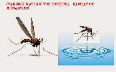 Where there is Standing Water there will be Mosquitoes