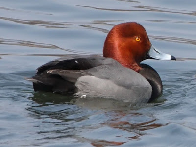 Male redhead ducks are aptly