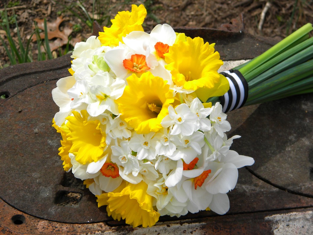 The next bouquet featured King Alfred daffodils, Paperwhites, Bridal 