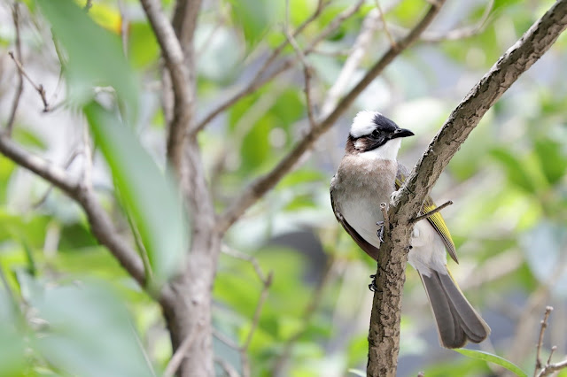 Canon EF70-300mm f/4-5.6L IS USM(胖白) 松山文創園區 拍鳥 試拍照