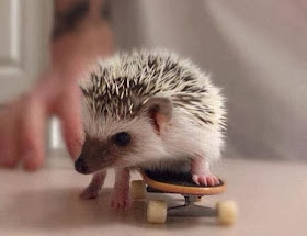Funny animals of the week - 27 December 2013 (40 pics), hedgehog playing skateboard