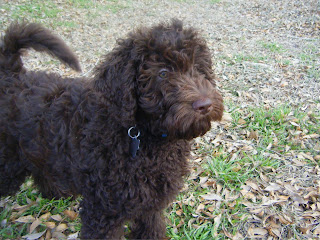 Alfie in the backyard