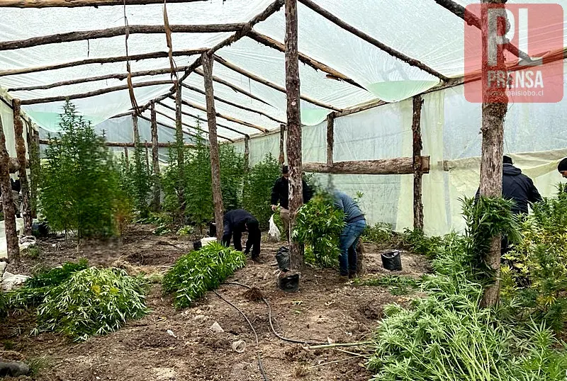 3 invernaderos con marihuana en medio de la cordillera en Purranque