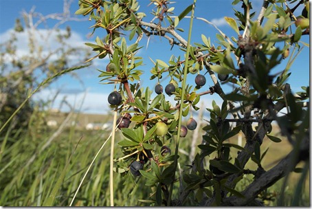 SAM_0533