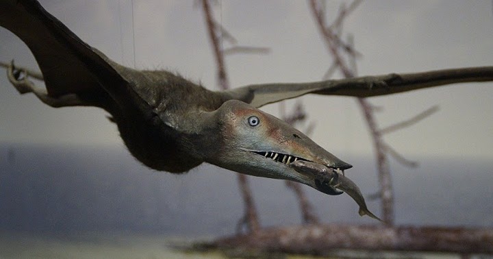  Di  Zaman Purba Hewan  Reptil  Ternyata Bisa Terbang 
