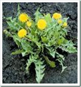 dandelion
