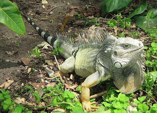 Popular as exotic pets the world over iguanas are perhaps as abundant now
