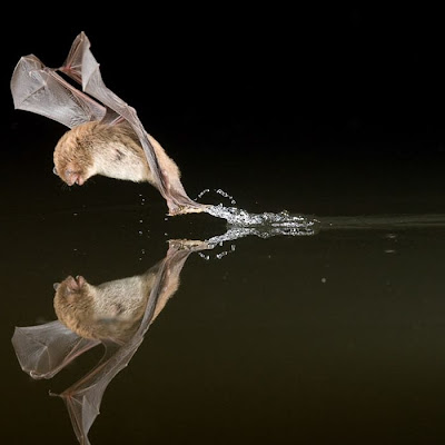 The Best Animal Photos of 2010