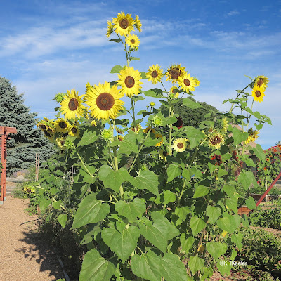 sunflowers, Helianthus annuus
