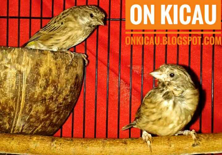 Ciri Ciri Perbedaan Burung Blackthroat Jantan Dan Betina On Kicau