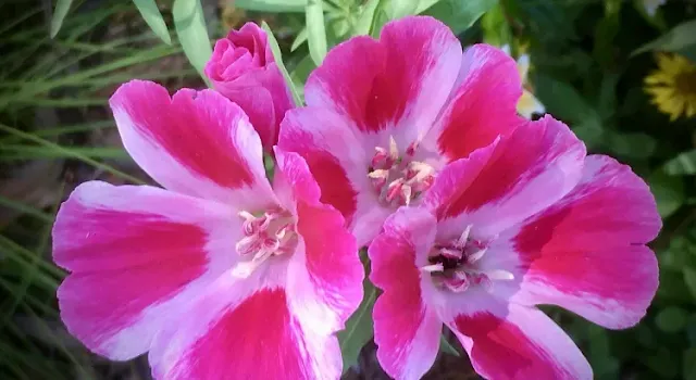 Flor-de-cetim-Clarkia-amoena-Clárquia-Flor-de-setim-Godetia