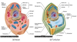 Fungsi Sel  Hewan  Dan  Sel  Tumbuhan 