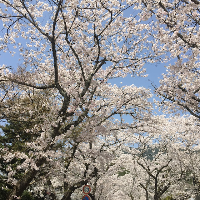 hanami,cherry blossom viewing,hanami,sakura,お花見,桜,秋月,秋月杉の馬場の桜,福岡県朝倉市,あまざけ,発芽玄米甘酒,黒米甘酒,(株)篠崎,国菊,amazake,廣久葛本舗,高木久助,葛餅,葛きり