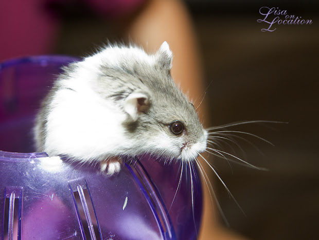 Peanut the bitey hamster. 365 photo project. Lisa On Location photography