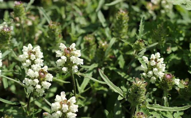 Prunella laciniata Flowers Pictures