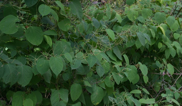 A stand of Japanese Knotweed, Fallopia japonica, with bare remains of inflorescences.