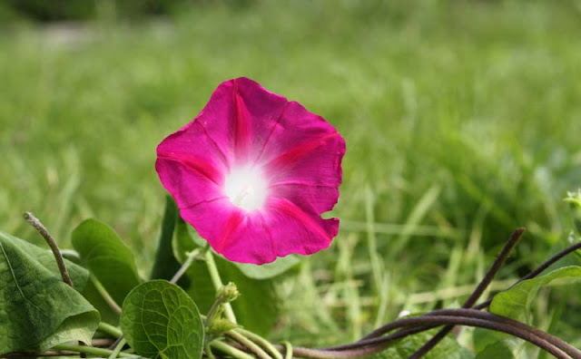 Morning Glory Flowers Pictures