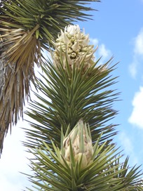 P1010933