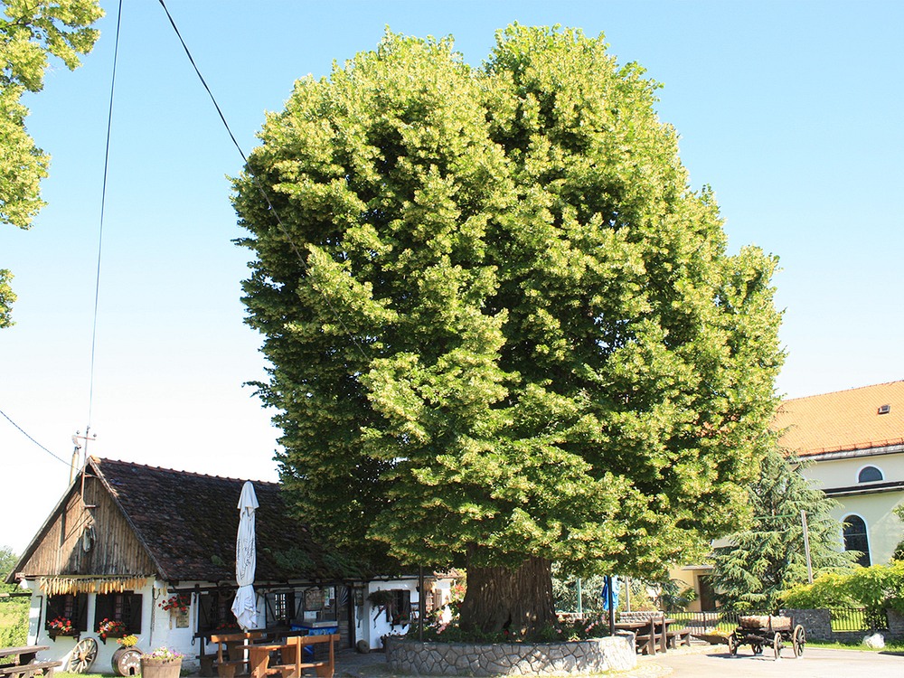 european-tree-of-the-year-3